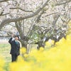 桜＆菜の花撮影会2022の画像