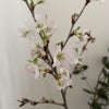 少し早めの桜・・・の画像