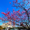 河津桜が～～！！の画像