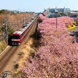 2022年最初の花見は、三浦の河津桜並木散策での画像
