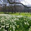 Green ParkとSt. James Parkでお花見の画像