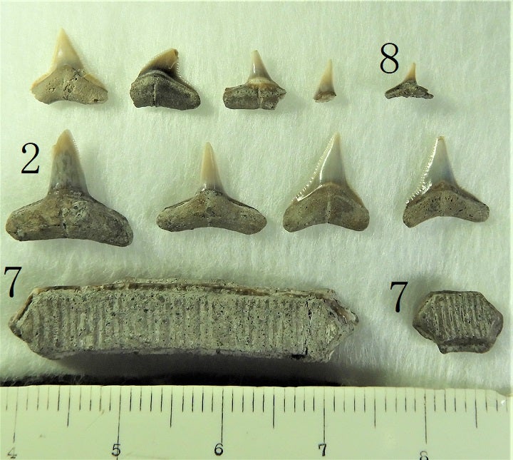 2001年 瑞浪層群 サメの歯とエイの歯化石5種13本/日 | kulif 化石 富貴 