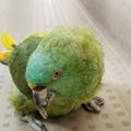 鳥の保護活動/TSUBASAみらくる日記