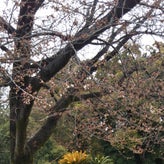 大阪でも桜が開花…（今日は恩師の日）のサムネイル画像