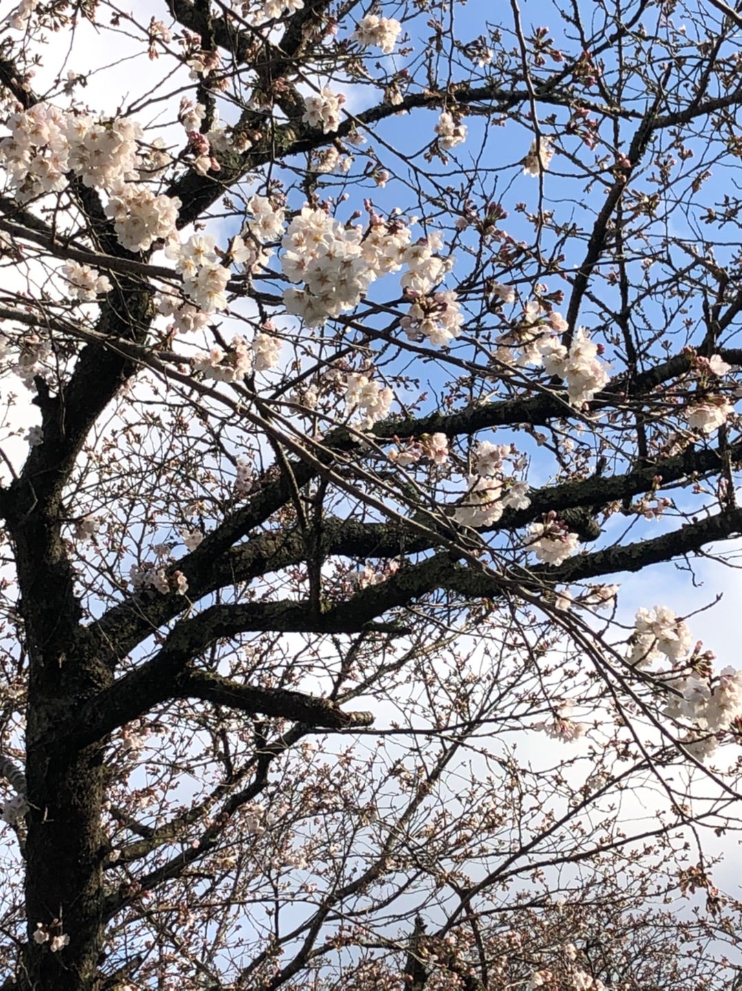 宮司のひとり言 桜は神様の宿る木 | 潮見神社 公式ブログ