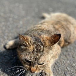 画像 東北旅行②猫の生涯 の記事より 1つ目