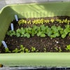 3月から夏野菜の種蒔き！発芽率を上げる禁断の裏技を試してみたら凄かったの画像
