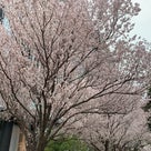 小説「ラブストーリーは桜の季節に」　第１話の記事より