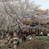 花見とコスプレ　中国の花見の画像