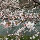小説　  ラブストーリーは桜の季節に  第三話の記事より