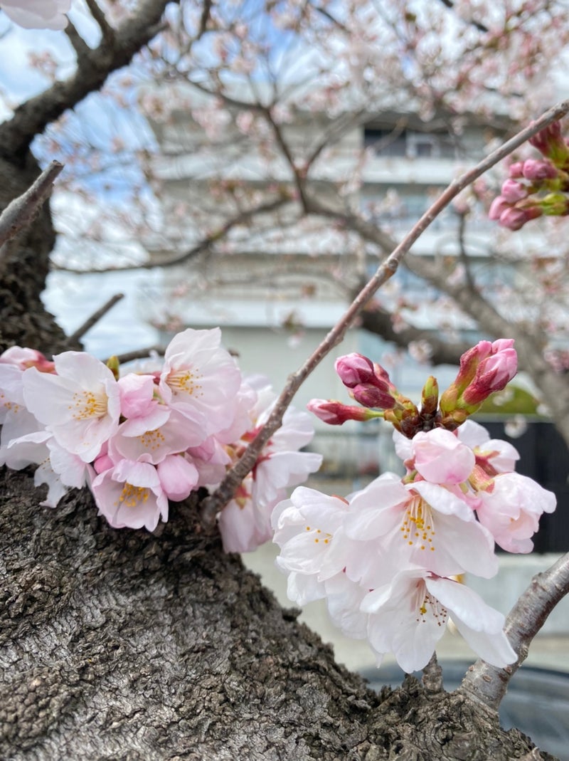 桜のまち秦野 | 福森真司「夢を実現へ！」ブログ