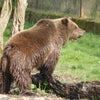 Whipsnade動物園で、久し振りに熊さん登場の画像