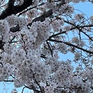 ★今年の桜を見て想うことの記事より