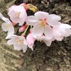 IL DIVO-3月26日東京公演　桜満開　独断感想その１の画像