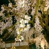 夜桜やってますの画像