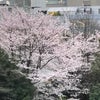 桜満開ですね、3月のまとめの画像