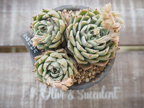 多肉植物春の植え替え記録⑦ | ブログ版Olive&SucculentGarden 多肉植物春の植え替え記録⑦ | ブログ版Olive&SucculentGarden