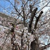 桜の開花と行ってみたいお花見スポットの画像