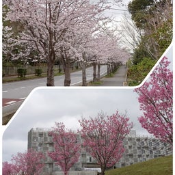 画像 サクラツアー の記事より 1つ目