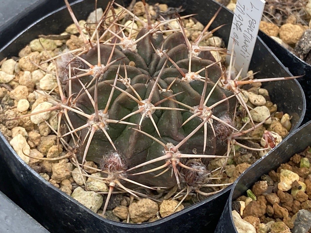 そろそろ復活 | サボテン、多肉植物栽培日記 そろそろ復活 | サボテン、多肉植物栽培日記