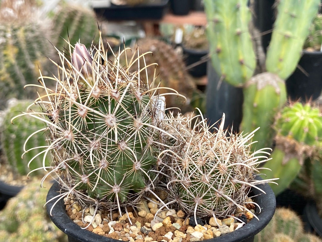 そろそろ復活 | サボテン、多肉植物栽培日記 そろそろ復活 | サボテン、多肉植物栽培日記