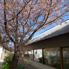 クリニック中庭の山桜が見頃を迎えました。の画像