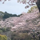 桜の咲く季節になりました！2022年春！の記事より