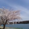桜風景と家の建築の画像