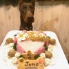 ドーベルマン『Junoちゃん』のBirthdayケーキの画像