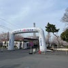 2年ぶりの桜祭りの画像