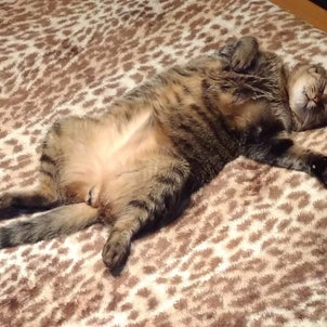 トラトラ毛布でふみふみする猫の画像