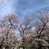 杏散歩　ご近所さんの桜と続・乗蓮寺の画像
