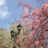 桜と花粉症。の画像