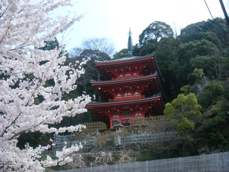 岐阜公園の桜だ その１ 帰雲山荘に遊ぶ会ブログ