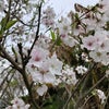 【鹿児島のアロマスクール】桜咲くころの画像