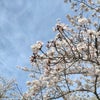 かしましく桜を愛でるの画像