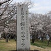 『名勝桜川の桜』  桜川市磯部の画像