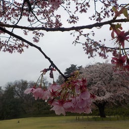 画像 【東京·武蔵大和】満開お花見ヨガ&多摩湖さんぽ の記事より 3つ目