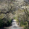 今年の山桜の画像