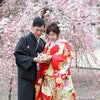 桜ロケ　美しい結婚写真（ウェディングフォト　愛媛県今治市HORIO）の画像