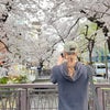 京都の桜の画像