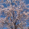 桜：松井の画像