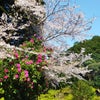 お墓参りで桜と石楠花の画像