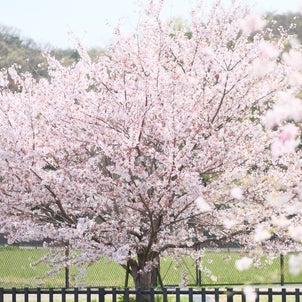 優しげな桜の花を撮るの画像