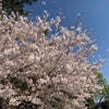 朝のお花見　華蔵寺公園の画像