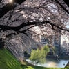 何年か越しの桜はとても素敵でしたの画像