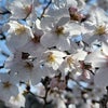 桜の季節♪♪の画像