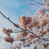 桜の季節♡の画像