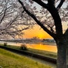 2022⭐︎桜の画像