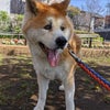 秋田犬いち♥今日は27℃だワンの画像